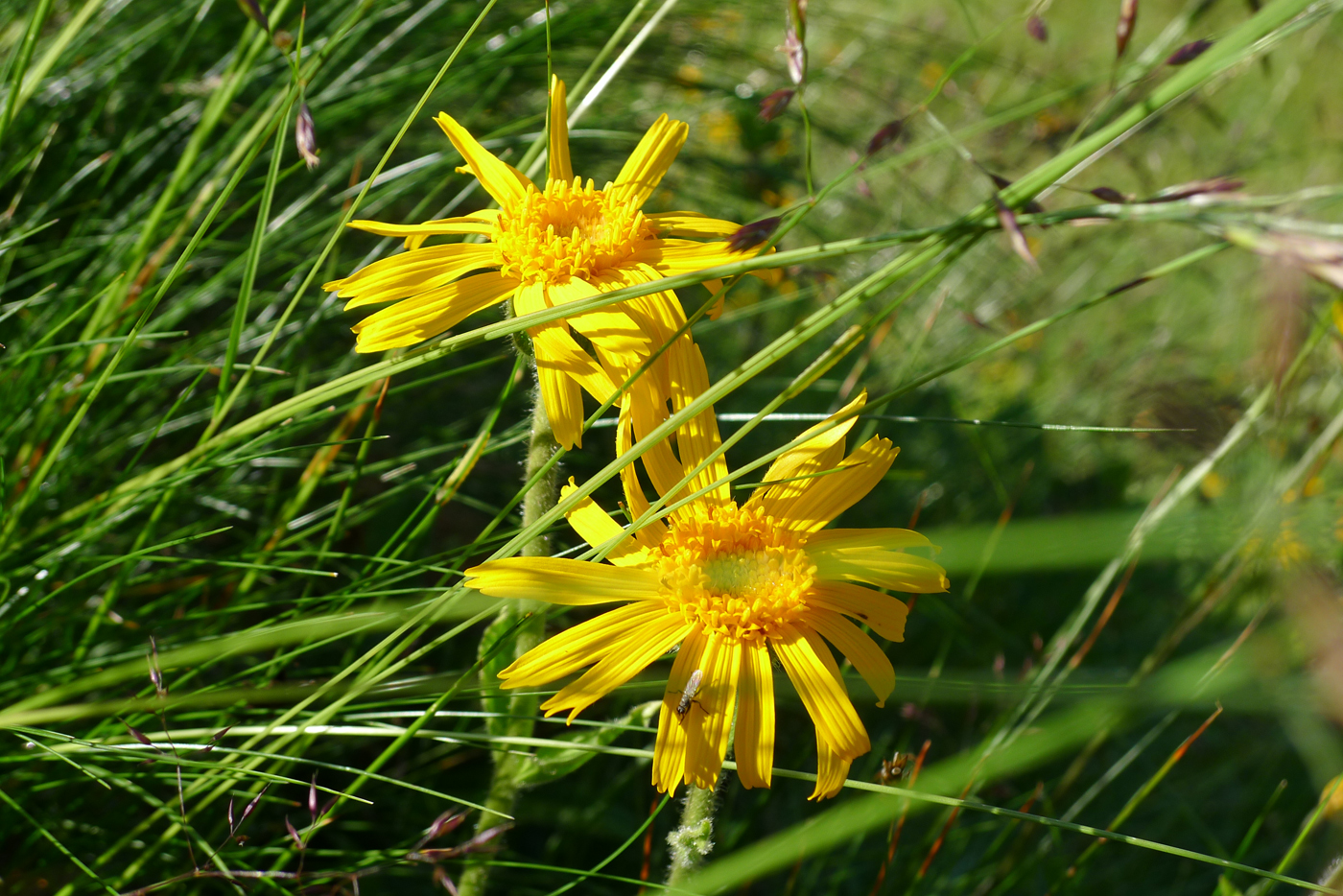  Arnica Montana  